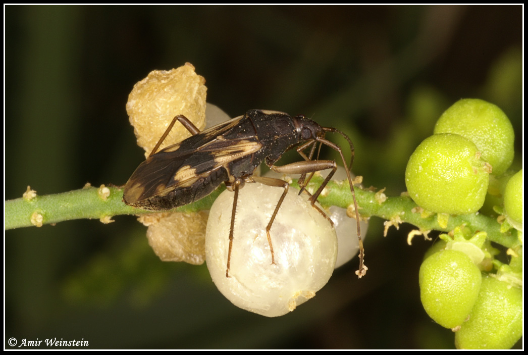 Lygaeidae d''Israele: Dieuches cfr. mucronatus